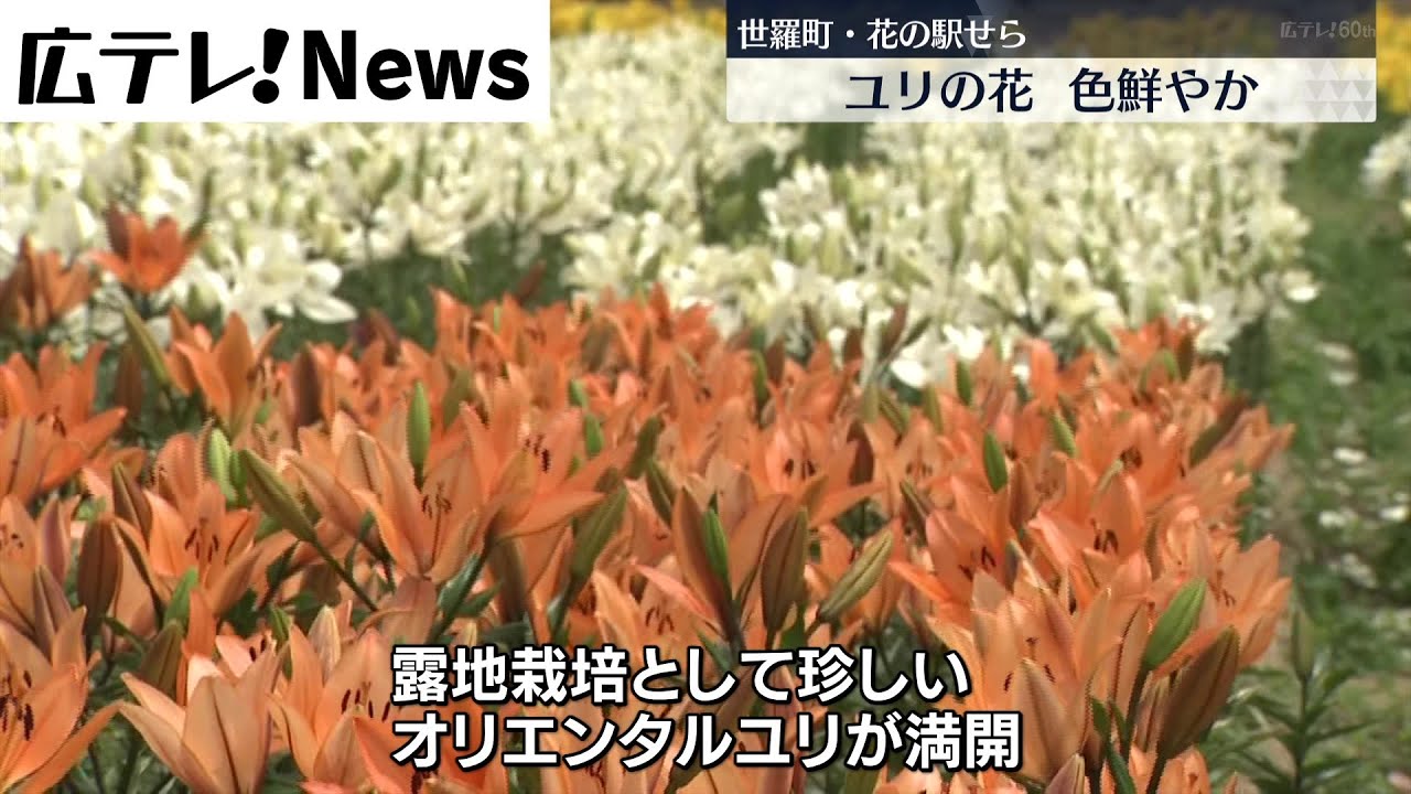 ユリ見頃】世羅町「花の駅せら」 - YouTube
