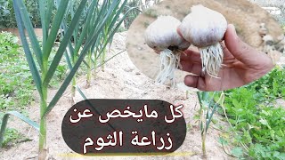 زراعة الثوم أقوي مضاد حيوي طبيعي علي الأرض ومعرفة {طرق الزراعة والخدمة والتسميد} 