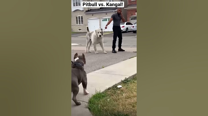 A pitbull vs. Kangal, who wins?!