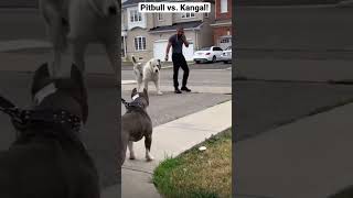 A pitbull vs. Kangal, who wins?! screenshot 3