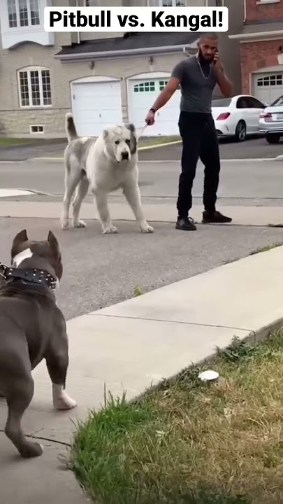 A pitbull vs. Kangal, who wins?!