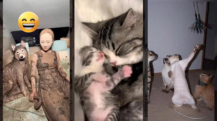 Video 11745581: cat fight funny cute, funny cat compilation