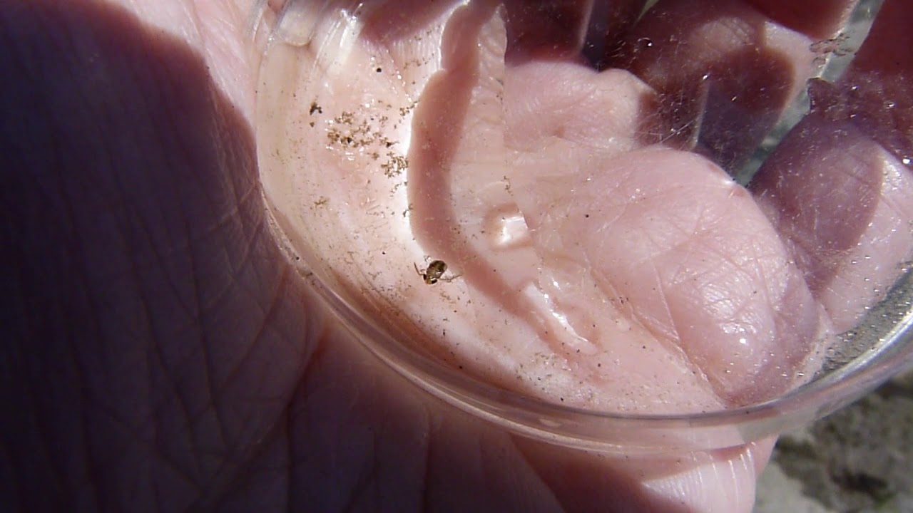 Corise (Corixidae), un insecte aquatique - YouTube