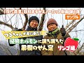 つるちゃんが見に来た! 植物ホルモンに満ち満ちた果樹のせん定 リンゴ編(サンプル)