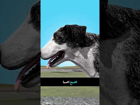 انتظار الكلب لمدة ست سنوات
