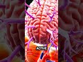 What Happens Inside Your Body When You Drink Coffee? ☕ | Coffee Benefits, Caffeine Effects