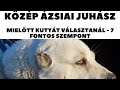 Mielőtt kutyát vennél - KÖZÉP ÁZSIAI JUHÁSZ (KÁJ) - 7 fontos szempont!  DogCast TV