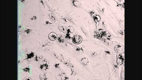 Time-lapse confocal imaging - Supplementary video S1: 26689