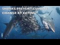Sharks prevent climate change