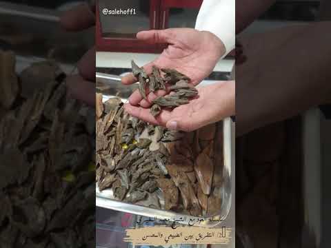 التفريق بين العود الطبيعي والمحسن مع محمد المطيري