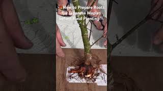 Growing your Japanese Maple Bonsai in the Field Make sure you do this first??bonsai maple