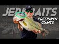 Giant prespawn bass on jerkbaits