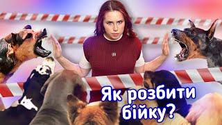 картинка: Як Розбити Собачу Бійку і Не Постраждати | Інструкція від Кінолога що Рятує Життя при Нападі Собаки