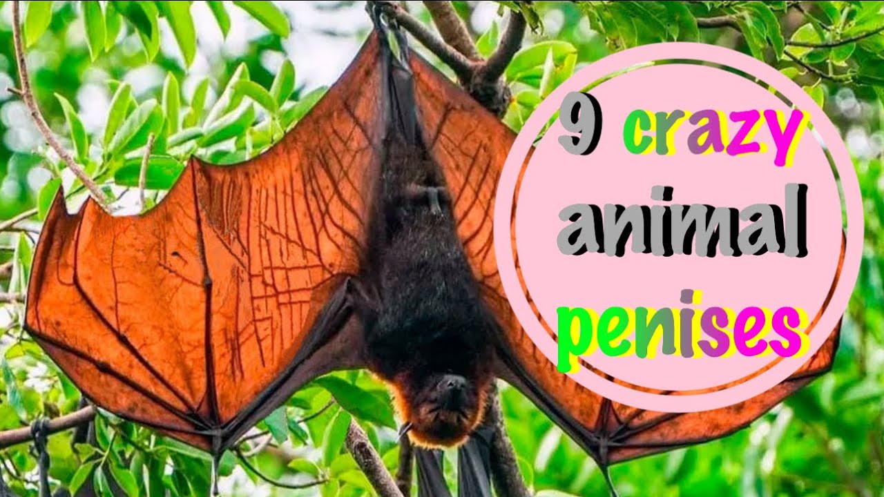 9 Weirdest Animal Penises You Won’t Believe Exist! (Mind-Blowing Animal Adaptations)" 🦑🔍