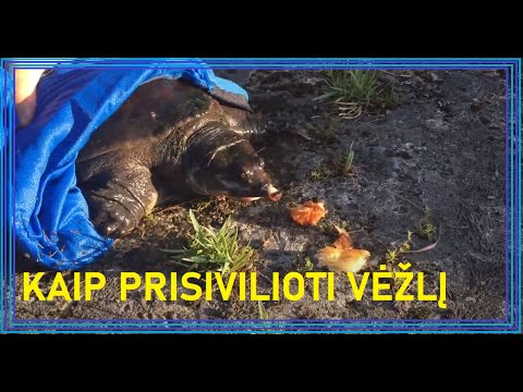 Video: Kaip gaudote vėžlius?