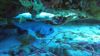 Shore dive at sunset house Grand cayman.