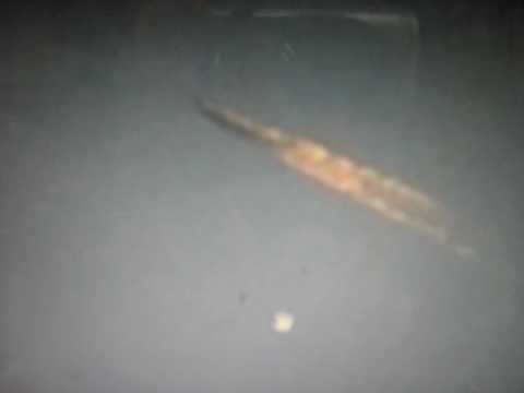 Newfoundland UFO/Missile Photo caught on tape - Up...