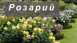 Розарий: популярные виды розариев и их особенности