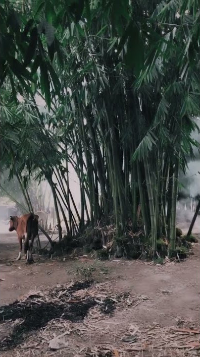 VIEW PAGI HARI DI PEDESAAN | HALU STORY #shorts  #storyhalu #storyig #storywa