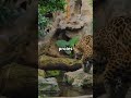 Jaguar : Le Prédateur Ultime de la Jungle ! 🐆🔥 #jaguar #FélinPuissant #roidelajungle #greensreen