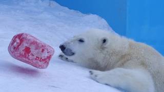 アイラちゃんセーフ！でも・・・Good Job! Polar Bear ,but・・・