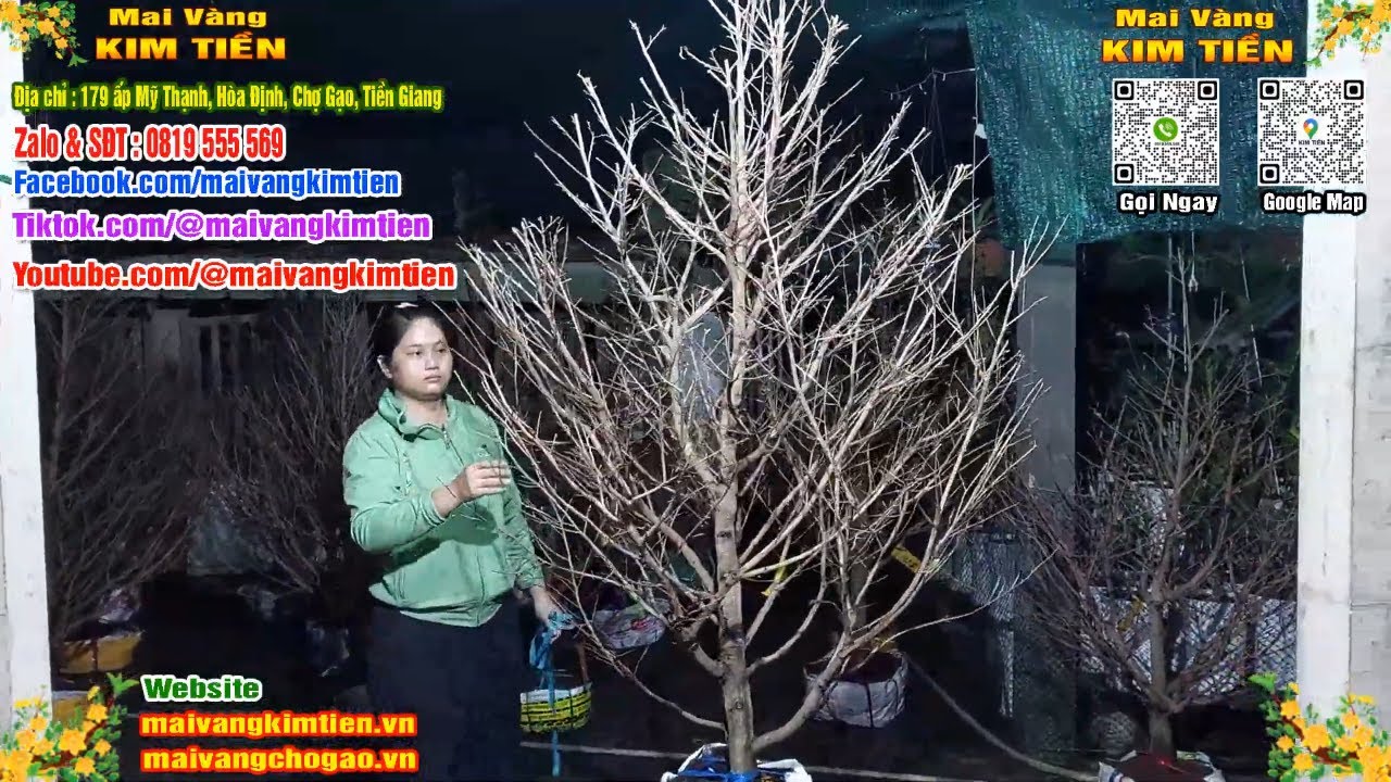 Phôi Mai Thủ Đức Giá Rẻ Bao Ship Bao Sống Toàn Quốc - Mai Vàng Kim Tiền Chợ Gạo
