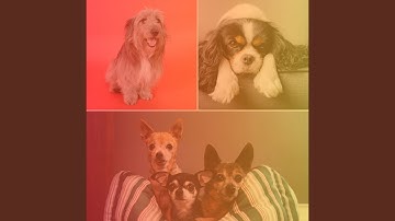 Pulsating Backdrops for Afternoon Dog Walks