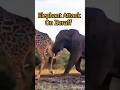Zeraff Protect from Elephant Attack #short #youtubeshorts  #shortvideo #viralvideo