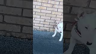 Akc Registered Puppy Bull Terrier