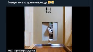 Реакция кота на сужение прохода в дверях