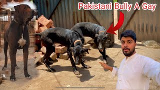 Deray Par Pakistani Bully Puppy B A Gay| Top Quilty Bully Kutta Puppy