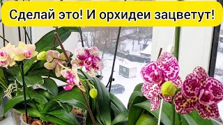 5 УСЛОВИЙ цветения орхидей ЦВЕТУЩИЕ ОРХИДЕИ результат такого ухода и полива орхидей