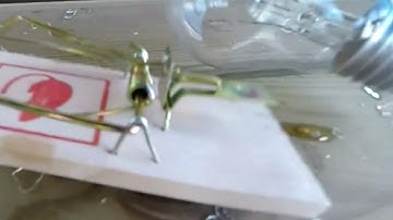 Slow Motion: Light Bulb Explodes in Mouse Trap & GoPro Hero 3+ Plus Black Edition