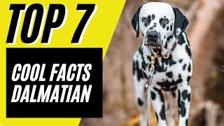 Top 7 SUPER COOL Dalmatian Facts  Dalmatian Dog Breed