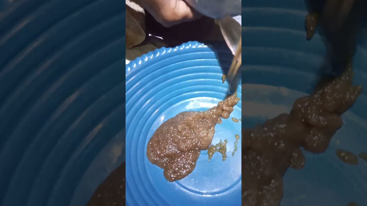 Proses striping atau pemijahan buatan induk lele tarjet 1juta bibit