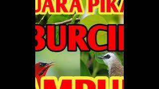 SUARA PIKAT BURCIL AMPUH