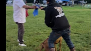 2024 Adba Tristate American Pit Bull Terrier Confirmation Dog Show 12-18 Months Male