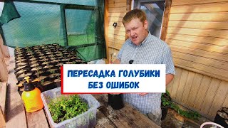 Как правильно пересаживать голубику