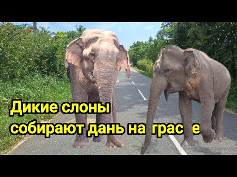 Слоны в дикой природе Шри-Ланки не боятся людей, а наоборот собирают угощения.
