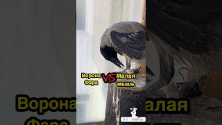 Ворона Фара  разделывает, как профессионал 🦅Crow Farah butchers like a pro#животные#собака#шпиц