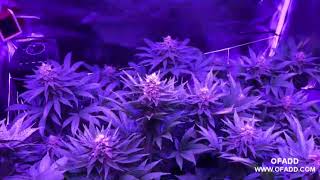 Marijuana Growers Switching To LED Lights! Growing Cannabis With LEDs