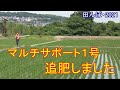 マルチサポート1号を追肥しました　田植え後36日  田んぼ・2021　2021006