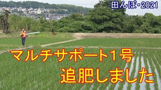 マルチサポート1号を追肥しました　田植え後36日  田んぼ・2021　2021006