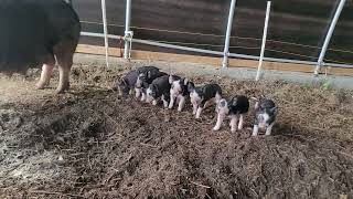 baby pigs