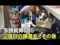 猫の保護活動破綻を受けて２回目の譲渡会開催