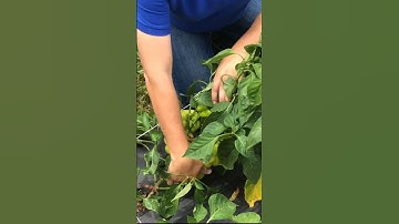 When to Pick a Bell Pepper for Peak Ripeness