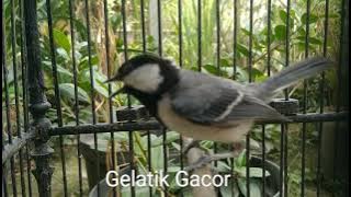 Ampuh,, Pancingan gelatik batu betina memanggil jantan