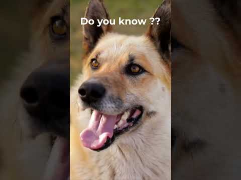 Video: Perché i cani appendono la lingua fuori?