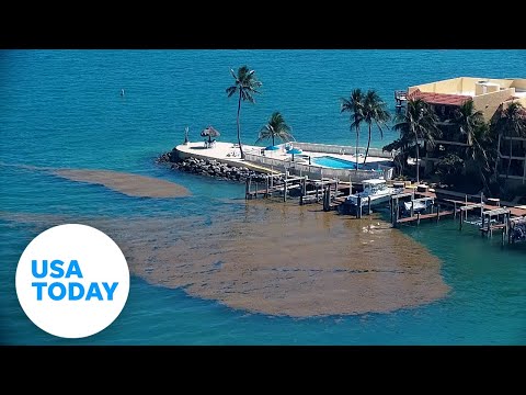 Seaweed blob floats along Florida coast, washing up on beaches | USA TODAY