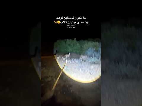لما تصحى ع نباح الكلاب        